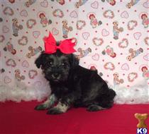 miniature schnauzer puppy posted by Rhonda Wallace